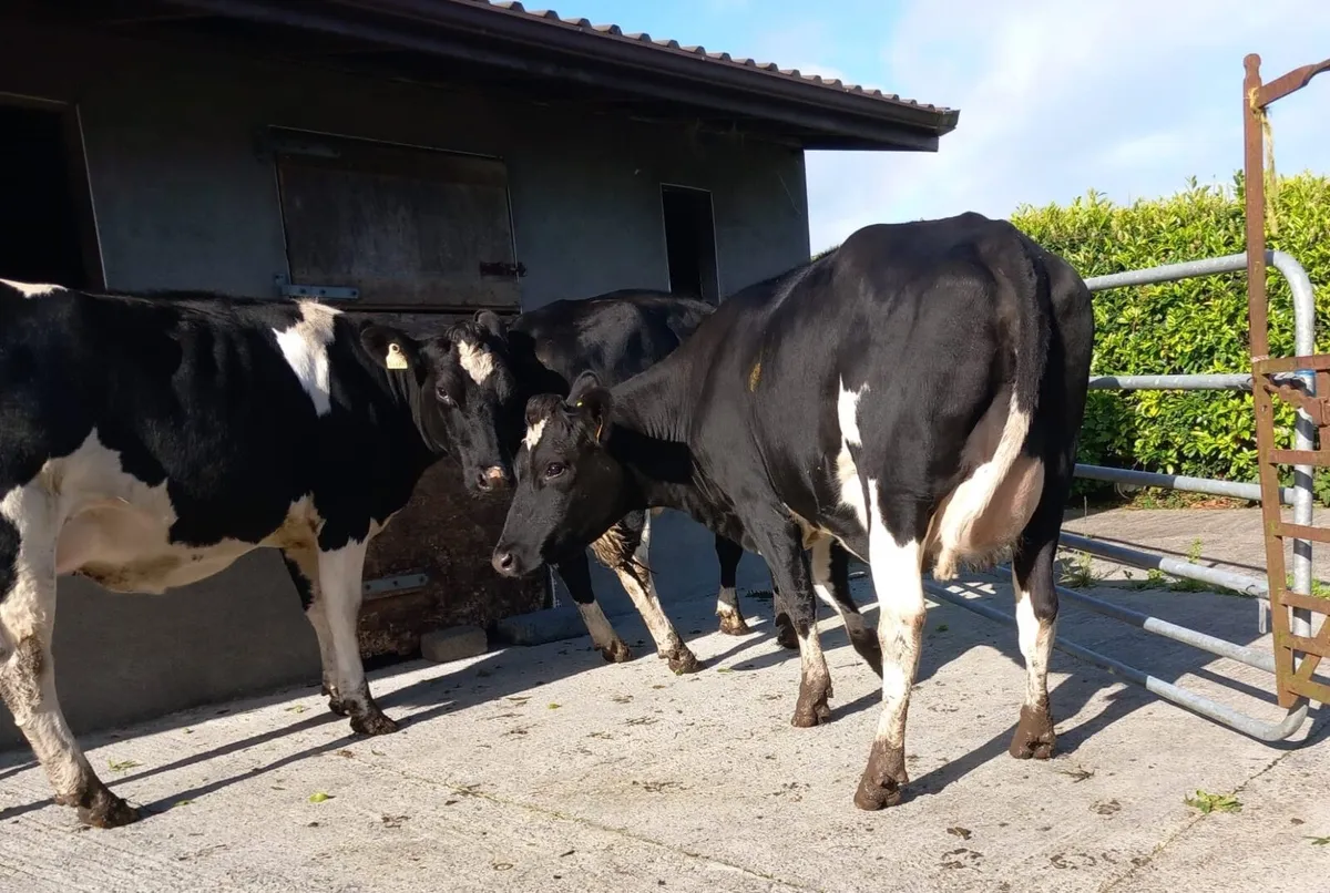 Cows - Image 3