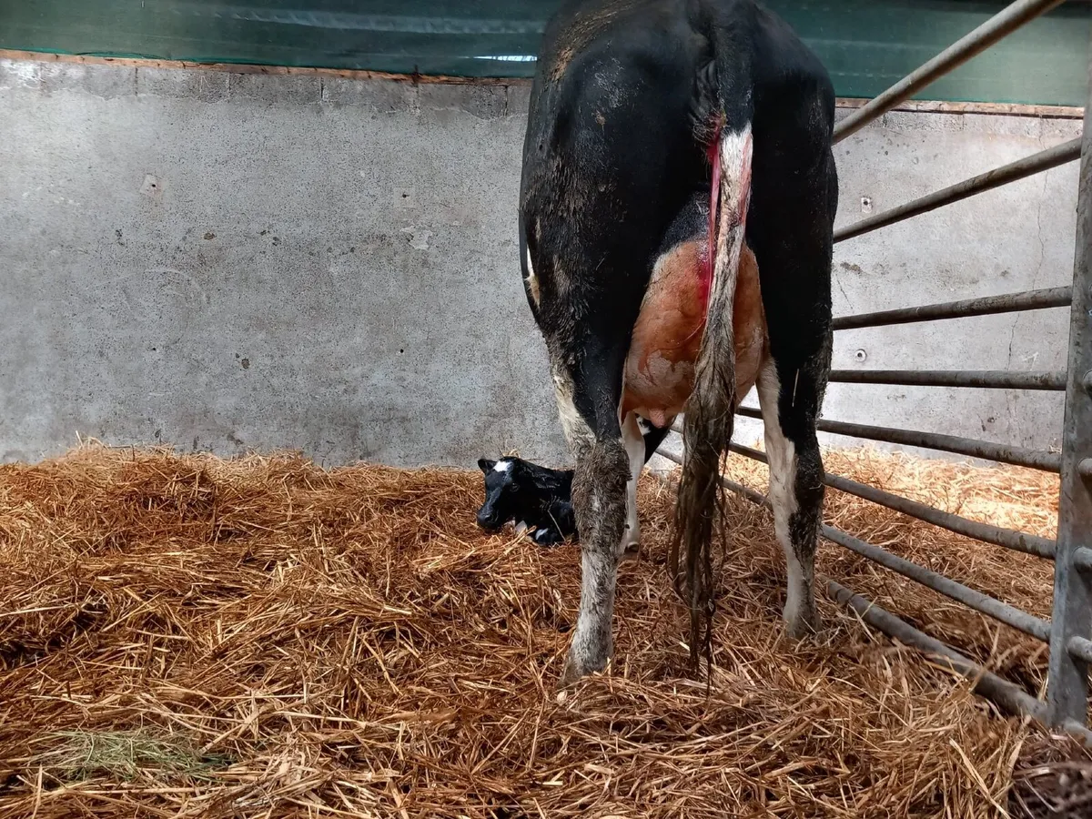 Cows - Image 4