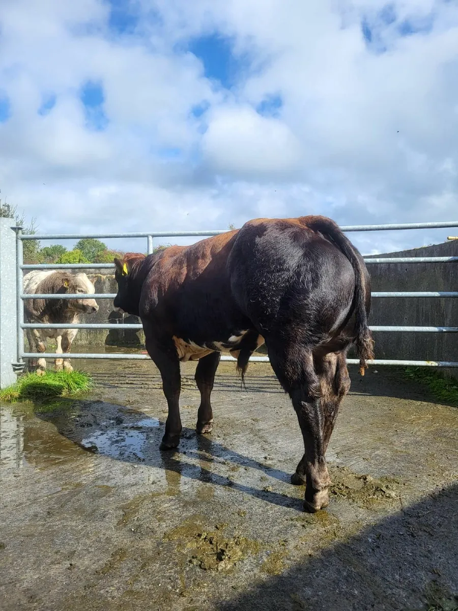 Show quality bull calves - Image 4
