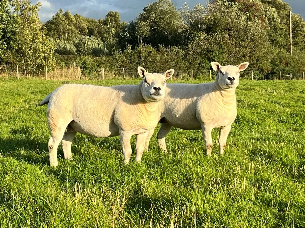 Two Texel Pedigree Ewes - Image 1