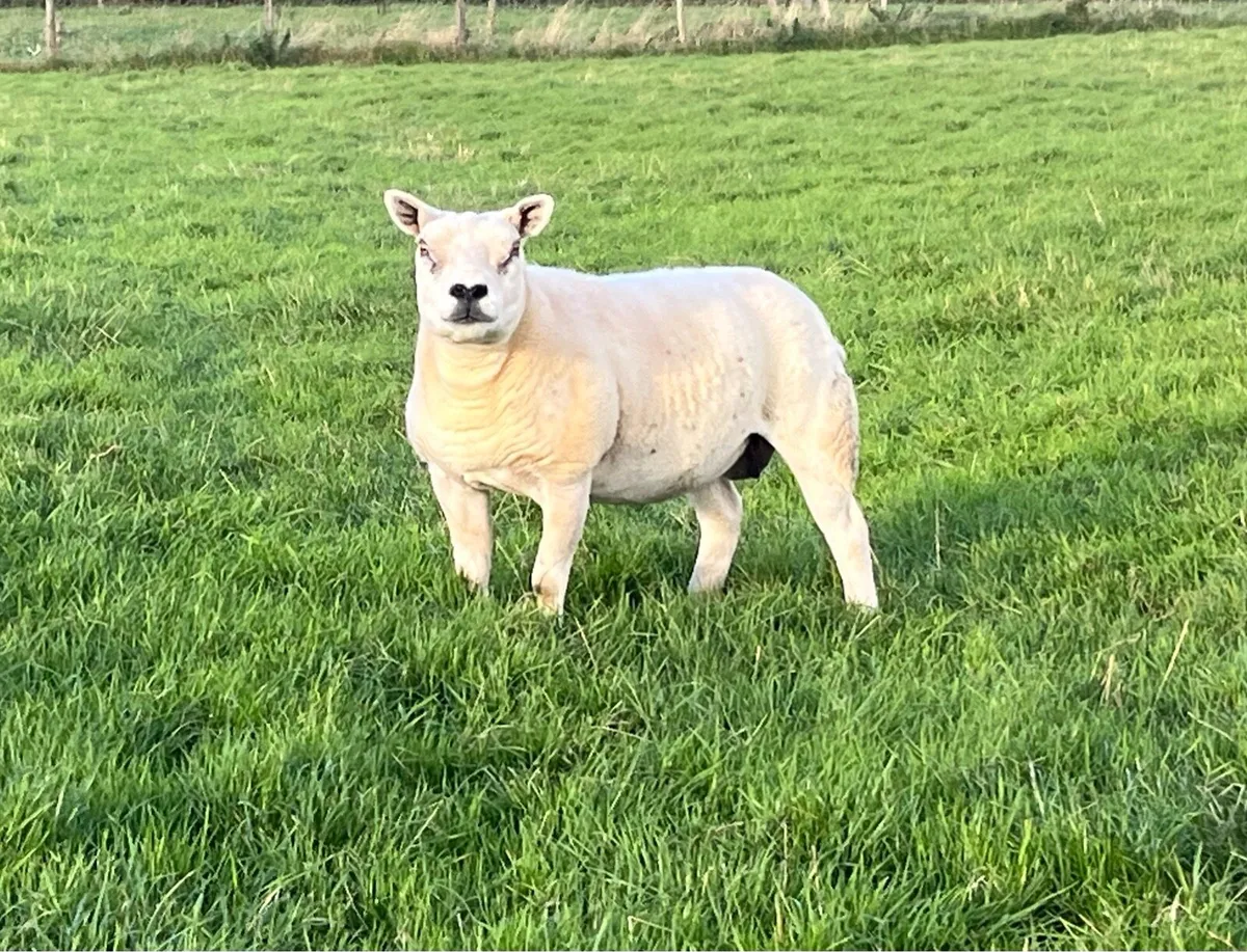 Two Texel Pedigree Ewes - Image 2