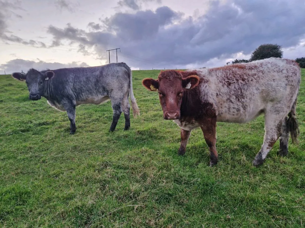 2 Roan Breeding Heifers - Image 1