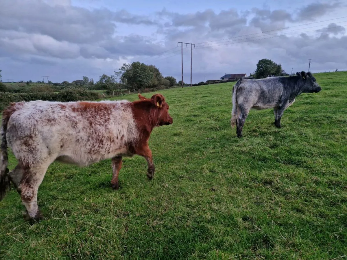 2 Roan Breeding Heifers - Image 2