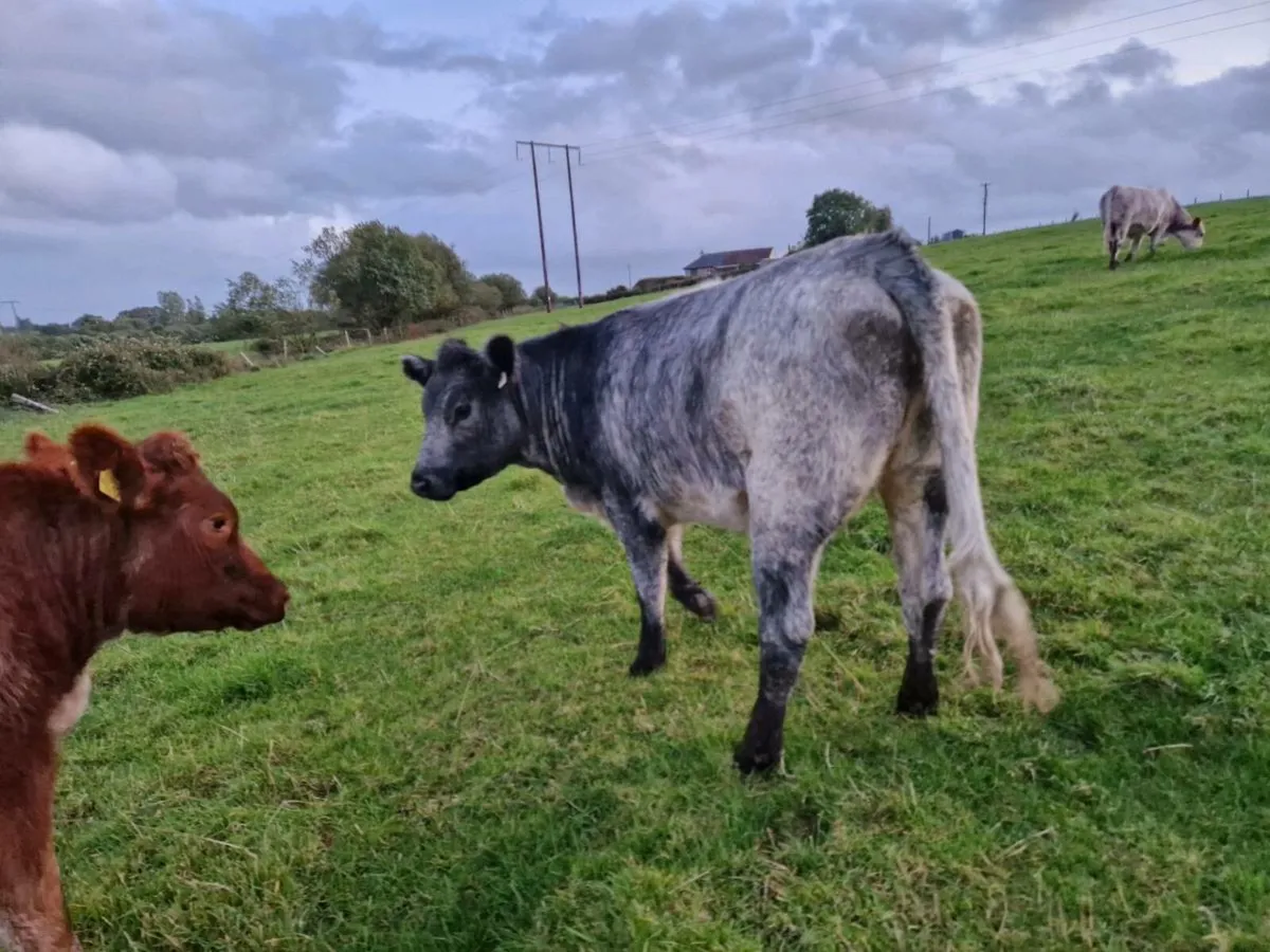 2 Roan Breeding Heifers - Image 3