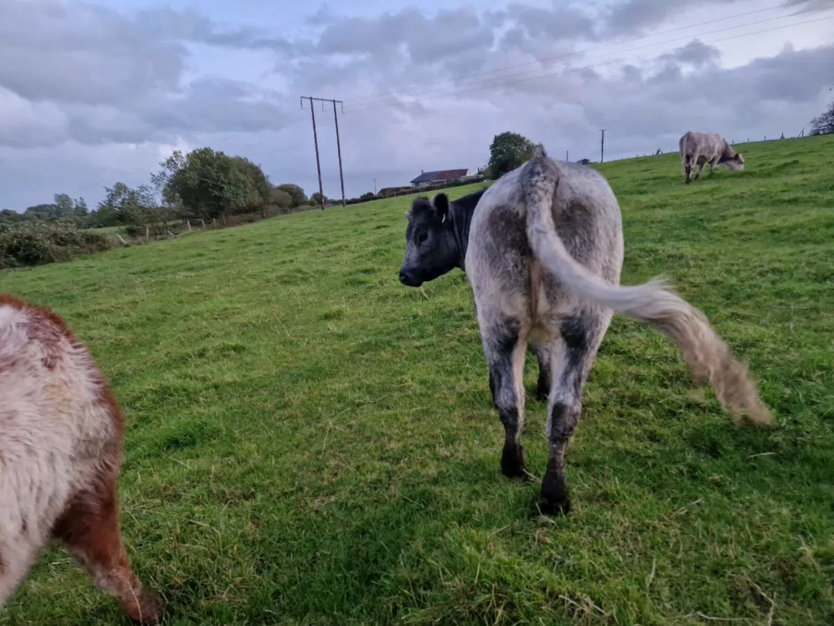 2 Roan Breeding Heifers - Image 4