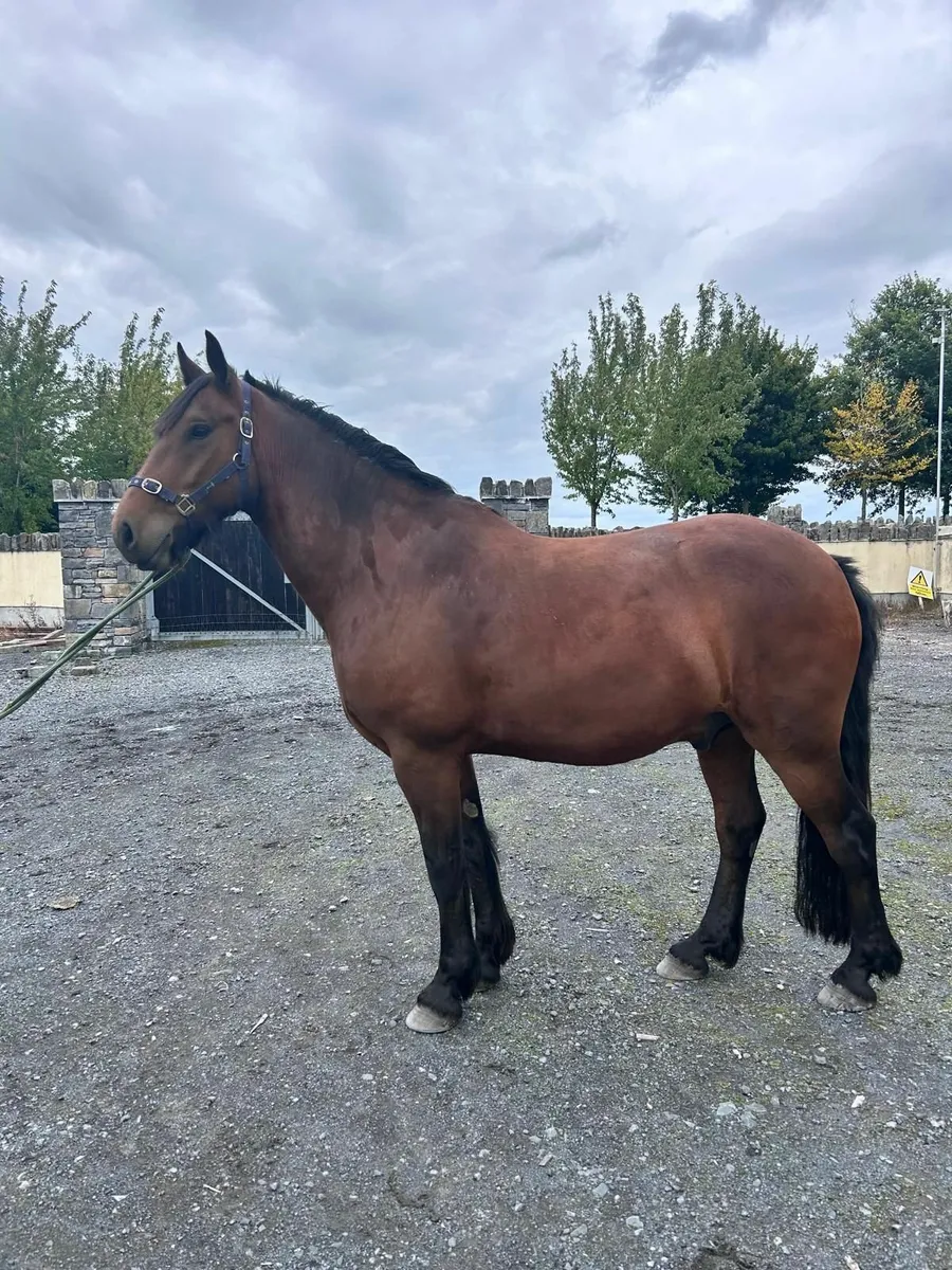 Horse - Image 1