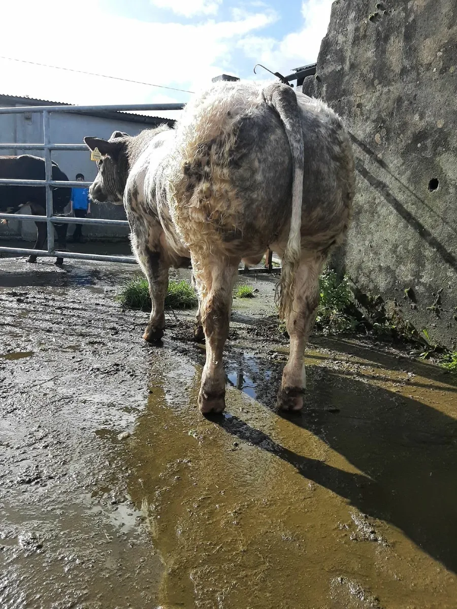 Show quality bull calves - Image 2