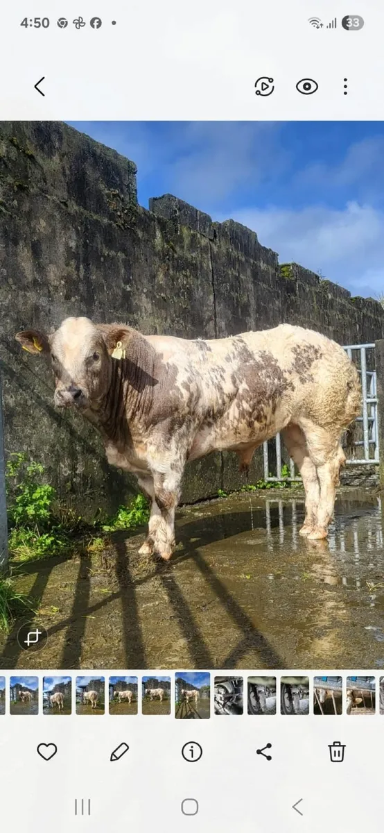Show quality bull calves - Image 1