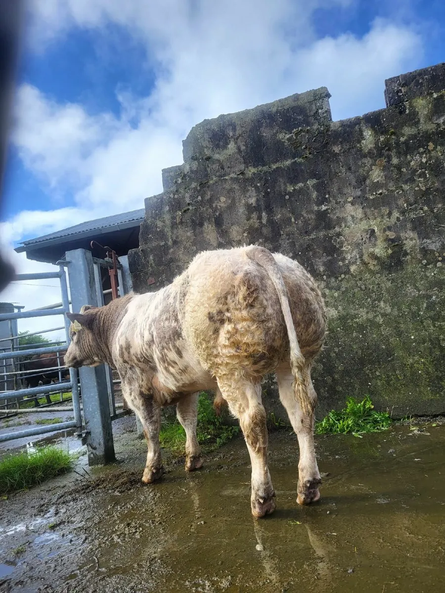Show quality bull calves - Image 3