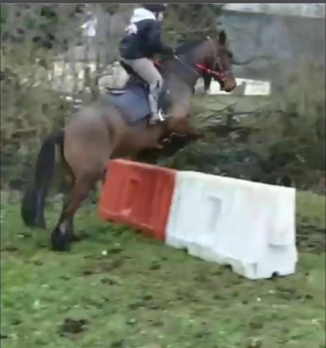 Horse - Image 2
