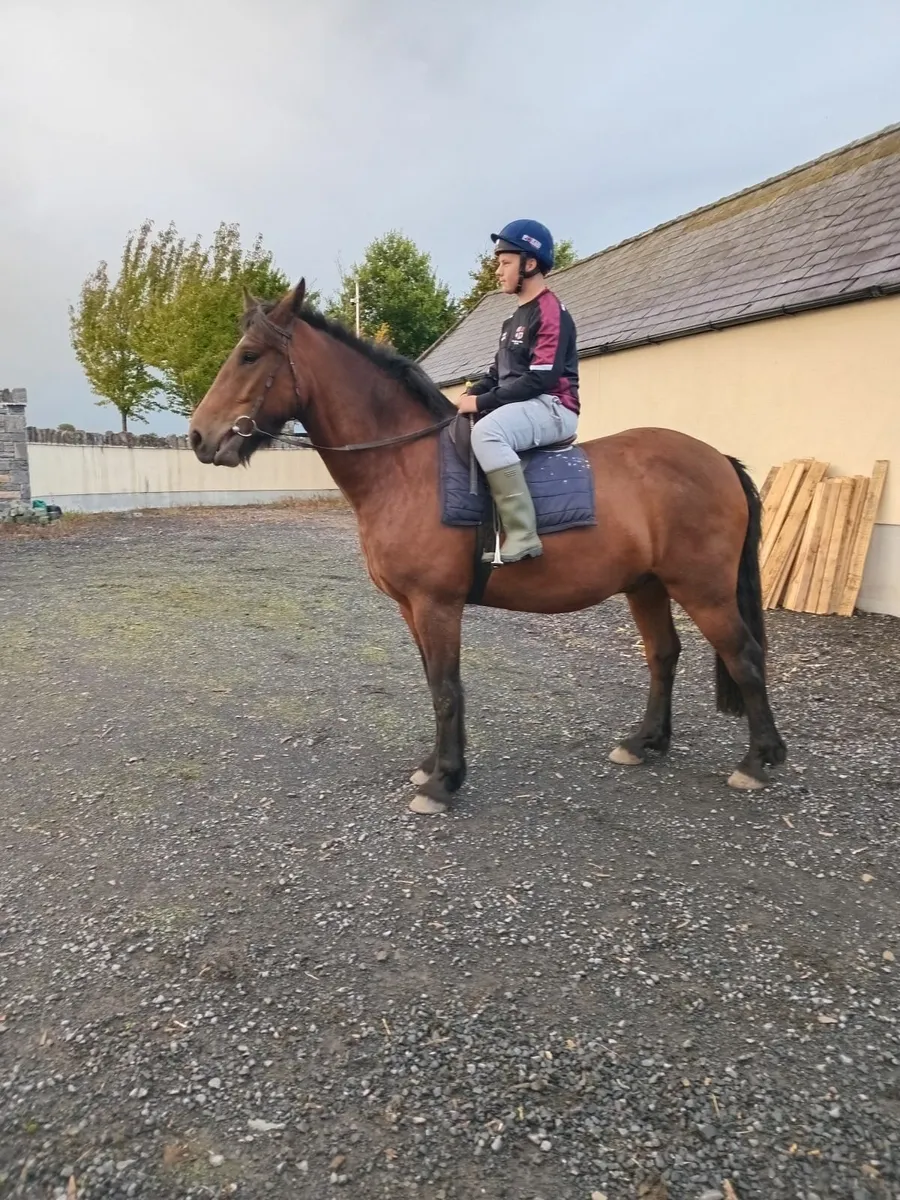 Horse - Image 3