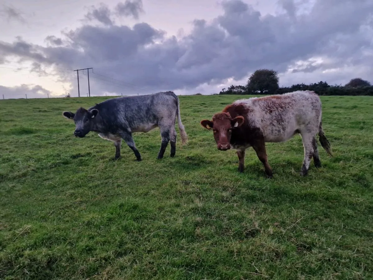2 Roan Breeding Heifers - Image 4