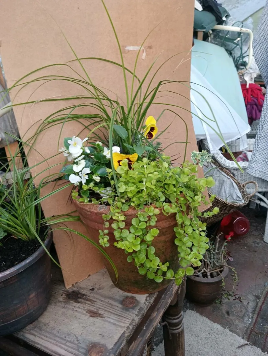 Beautiful winter pots ,all year round terracotta p - Image 3