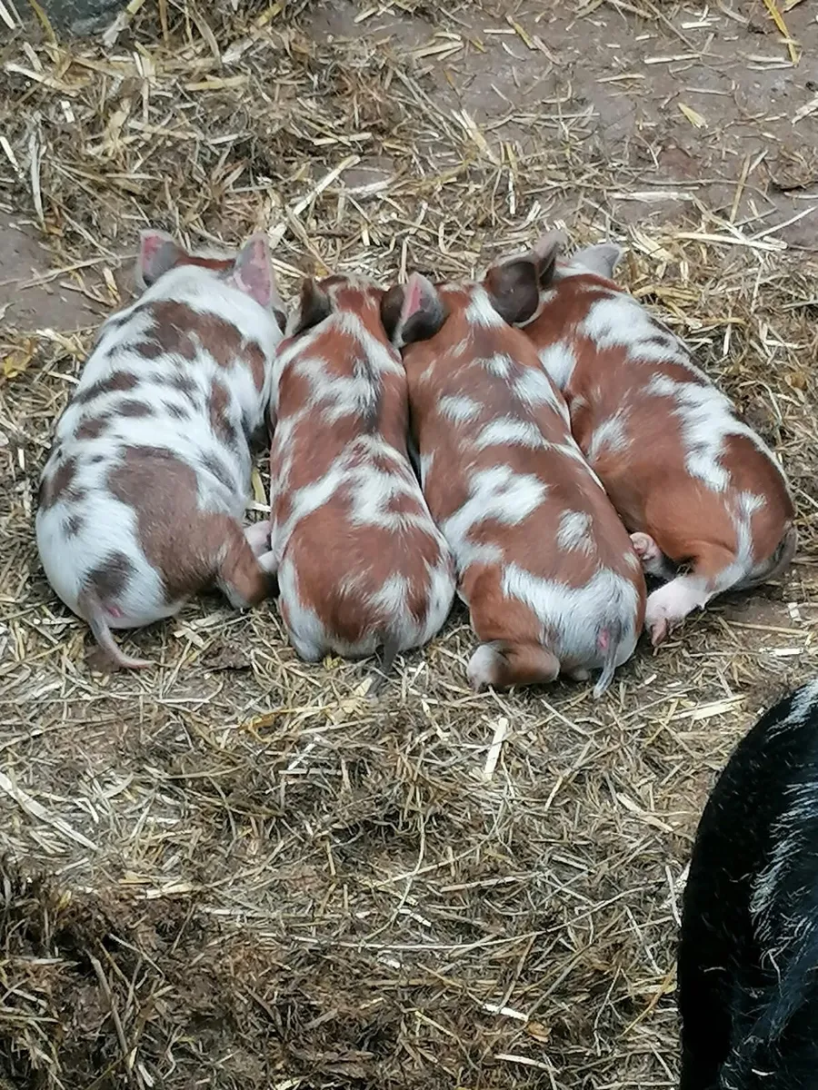 Miniature kune kune piglets - Image 1