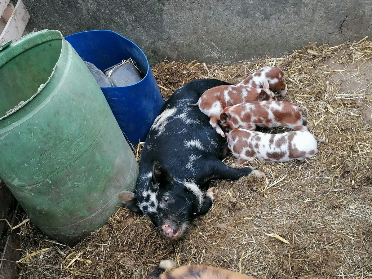 Miniature kune kune piglets - Image 2