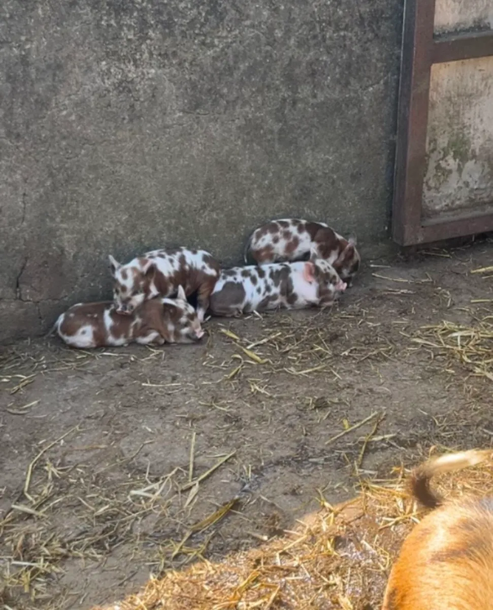 Miniature kune kune piglets - Image 3