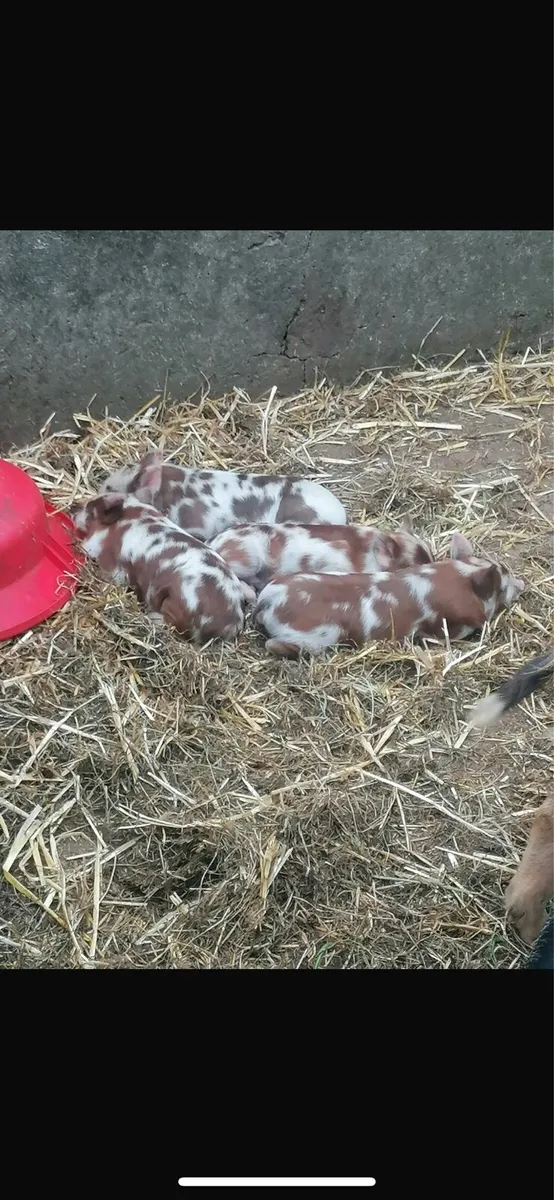 Miniature kune kune piglets - Image 4