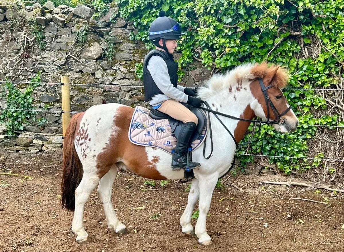 11.2 pony - Image 1