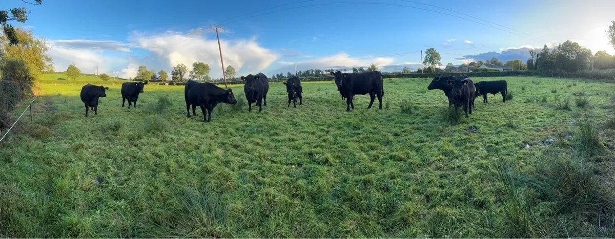 Pedigree Angus Bull - Image 4