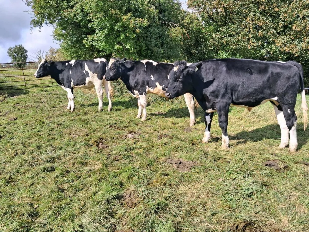 Angus & Friesian Bullocks - Image 1