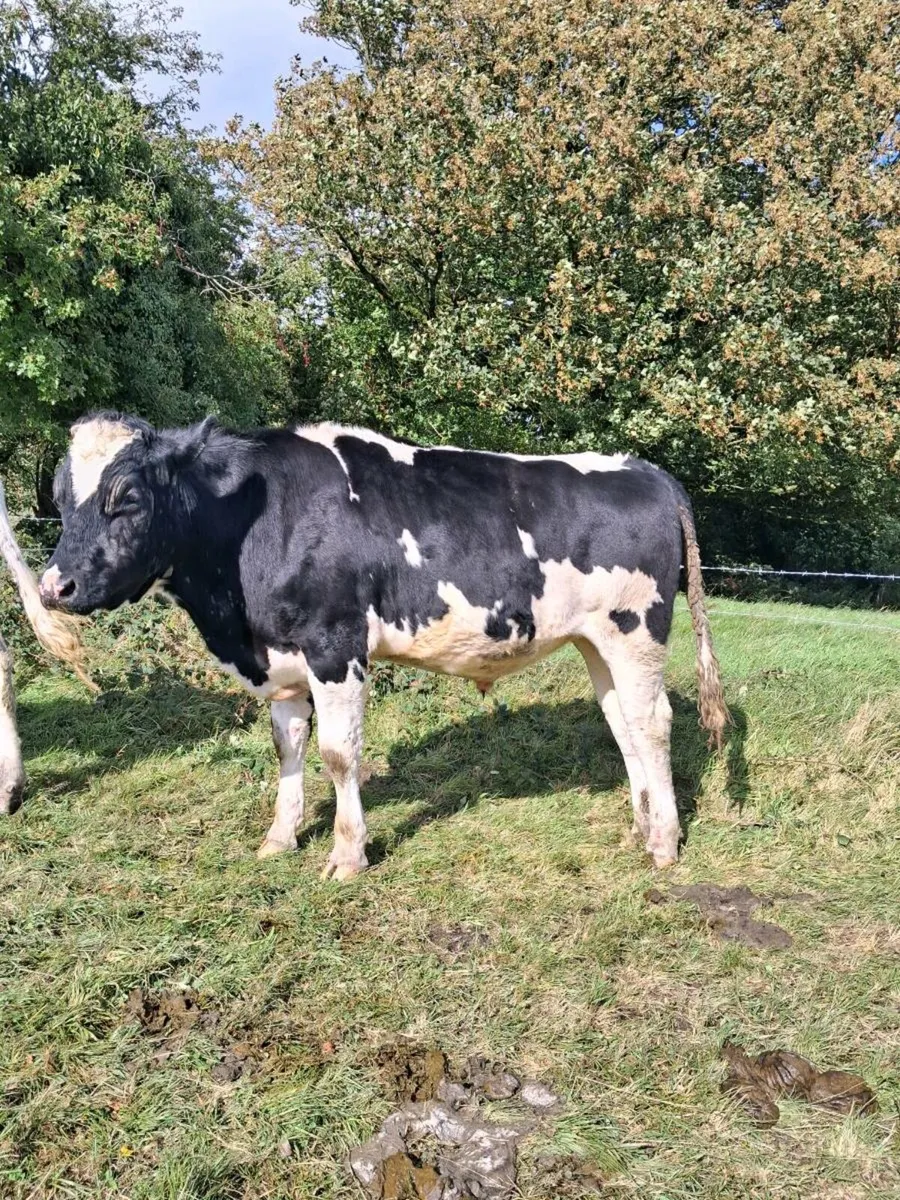 Angus & Friesian Bullocks - Image 3