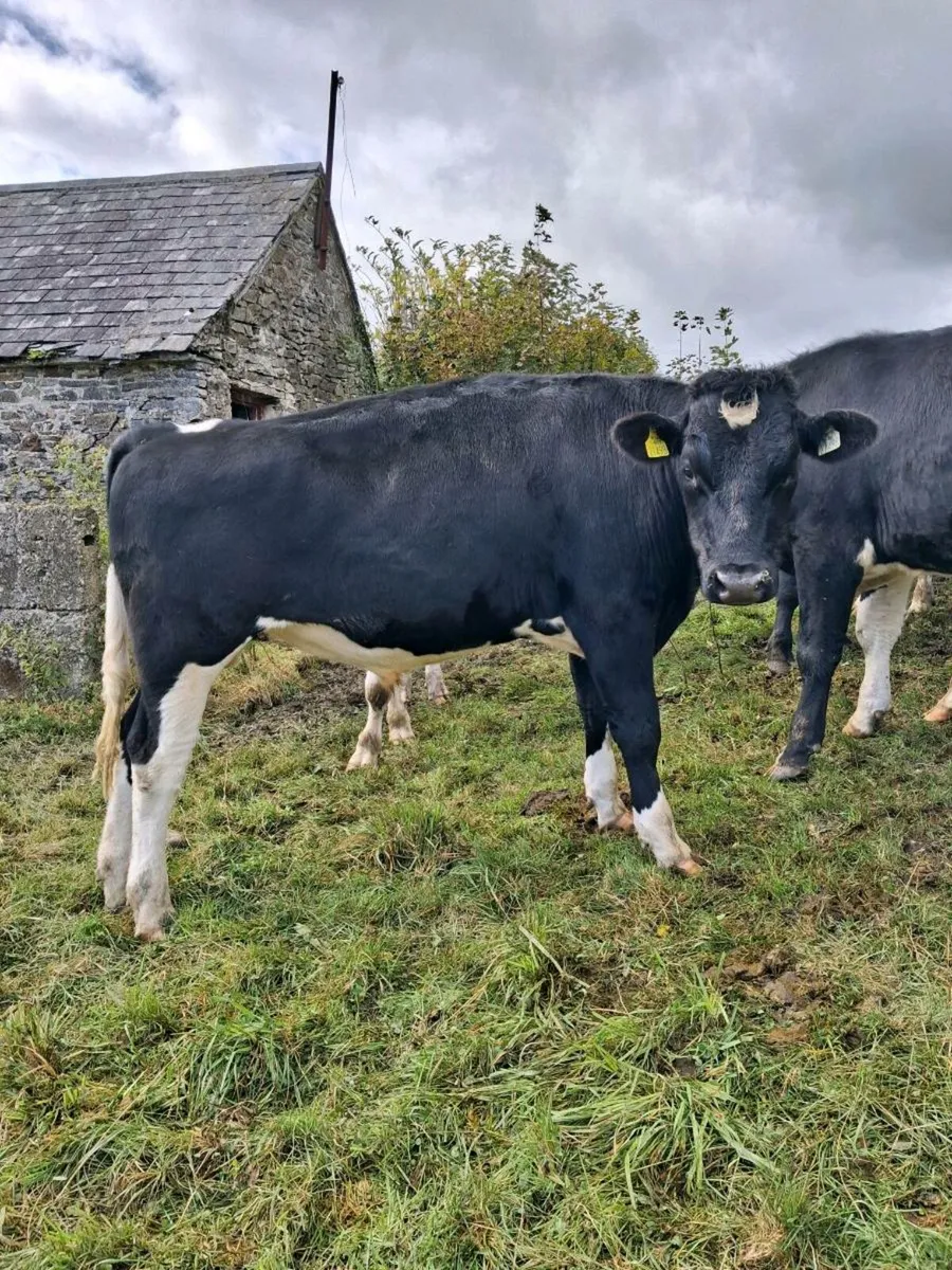 Angus & Friesian Bullocks - Image 4
