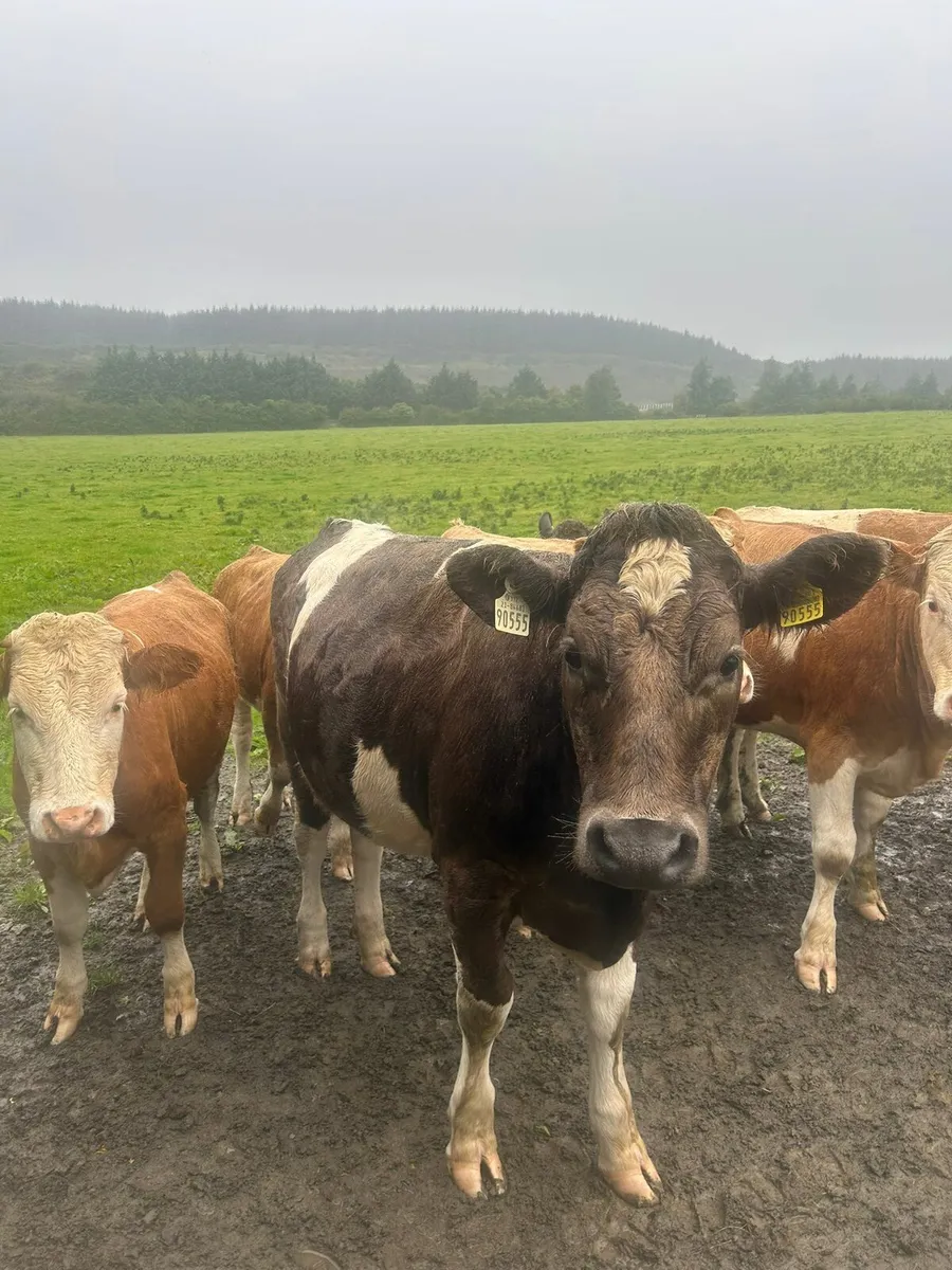 Simmental - Image 1