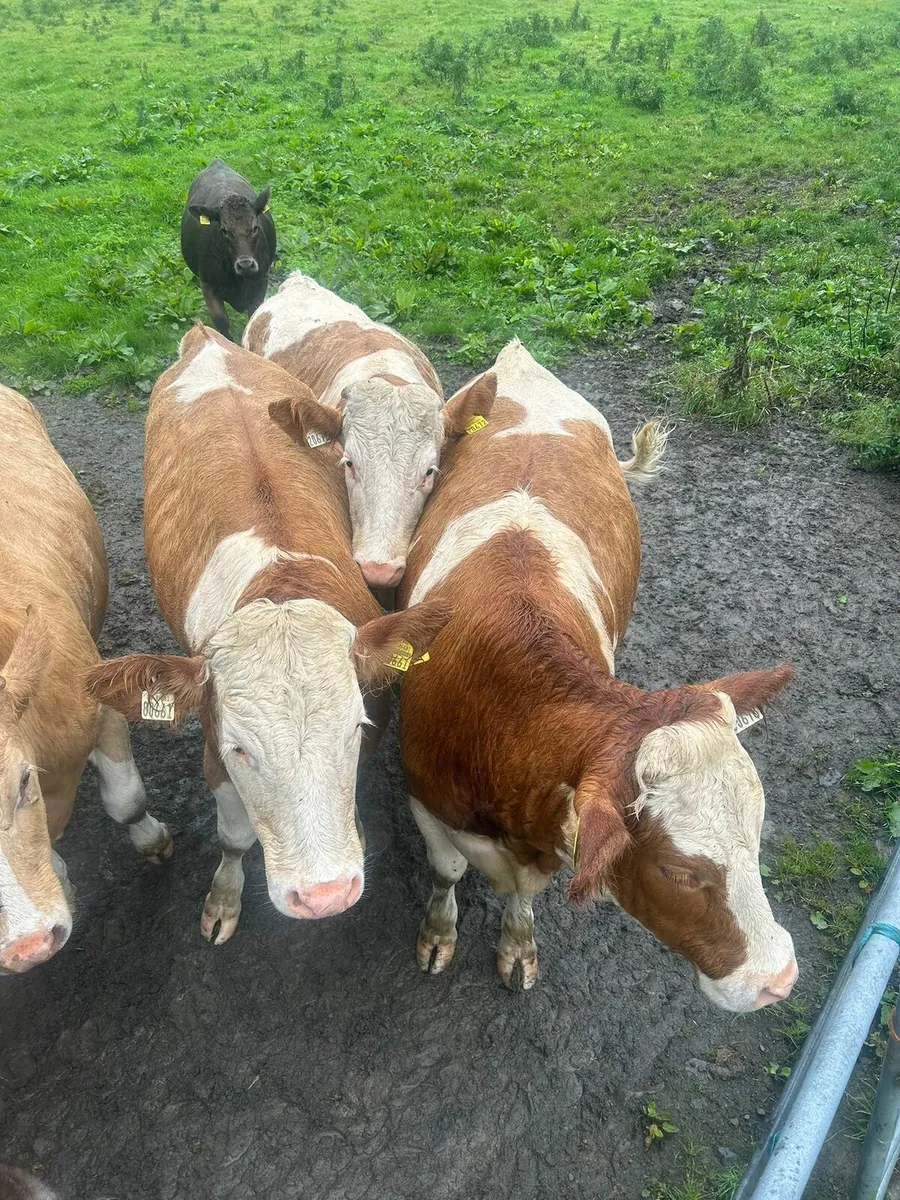 Simmental - Image 2