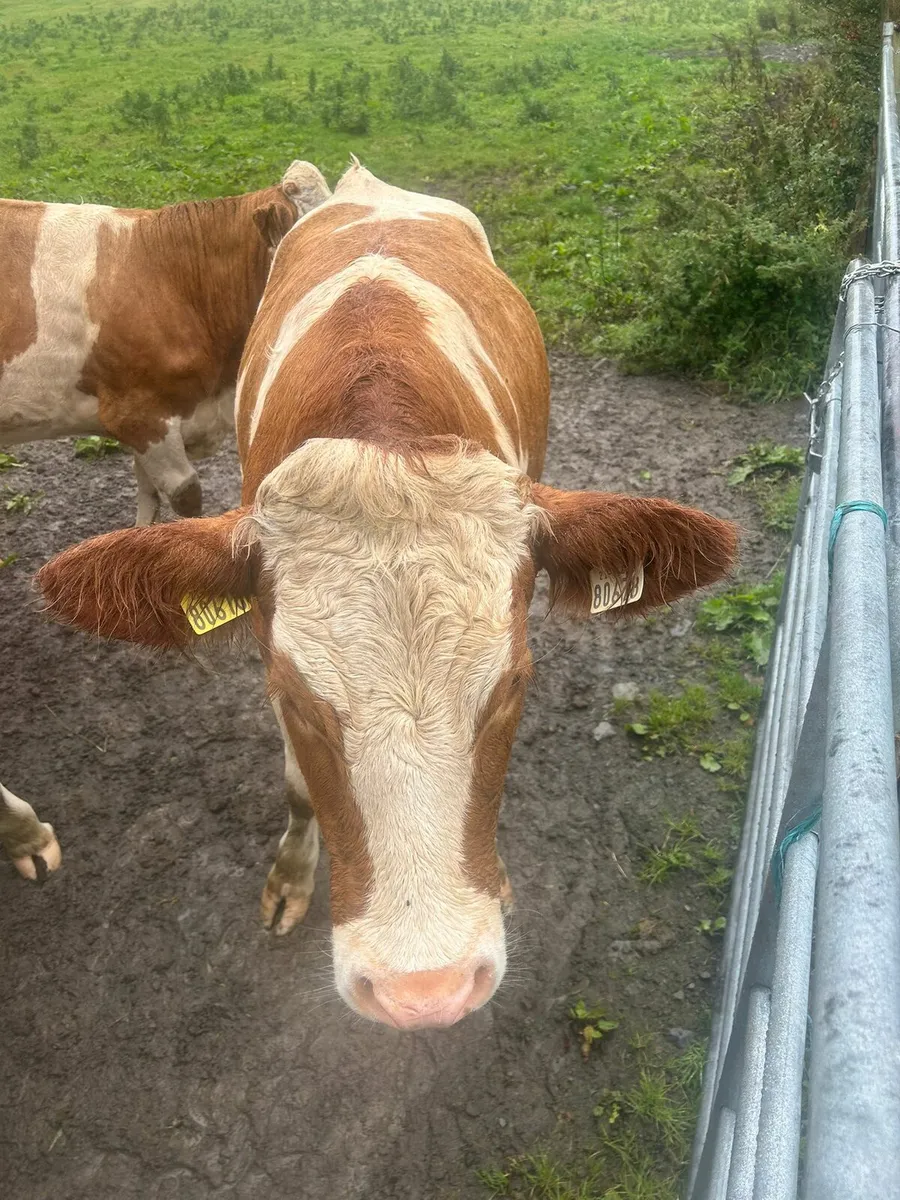 Simmental - Image 3