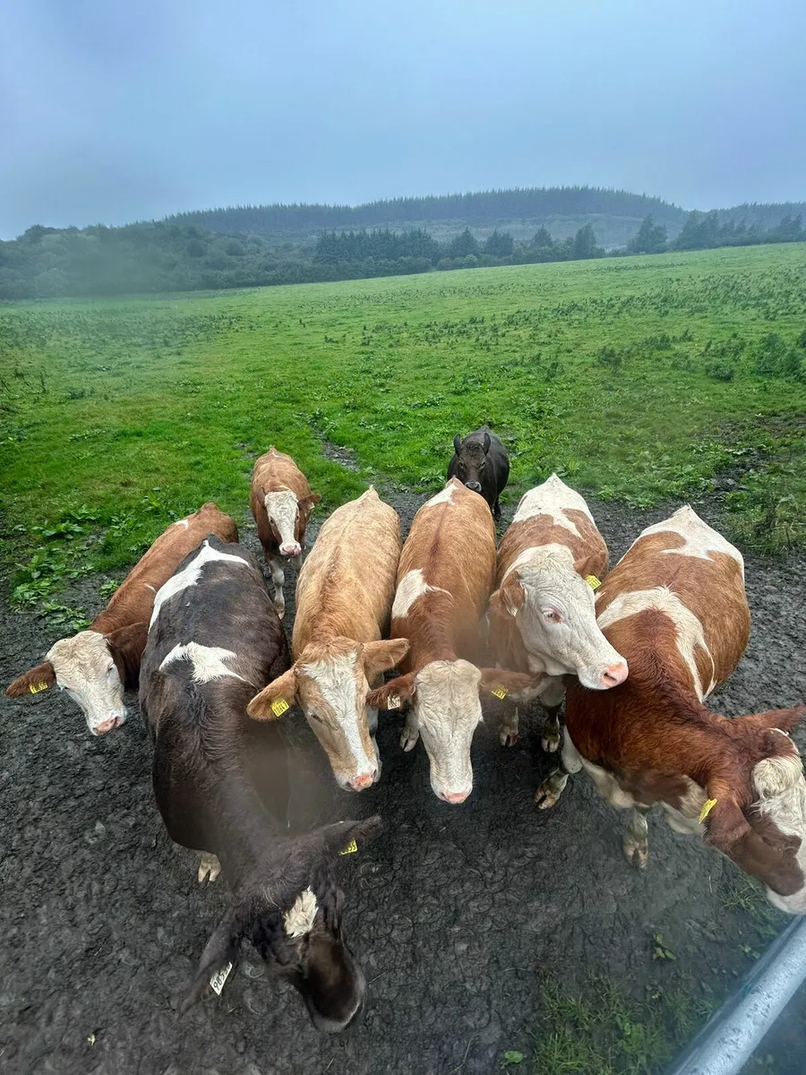 Simmental - Image 4