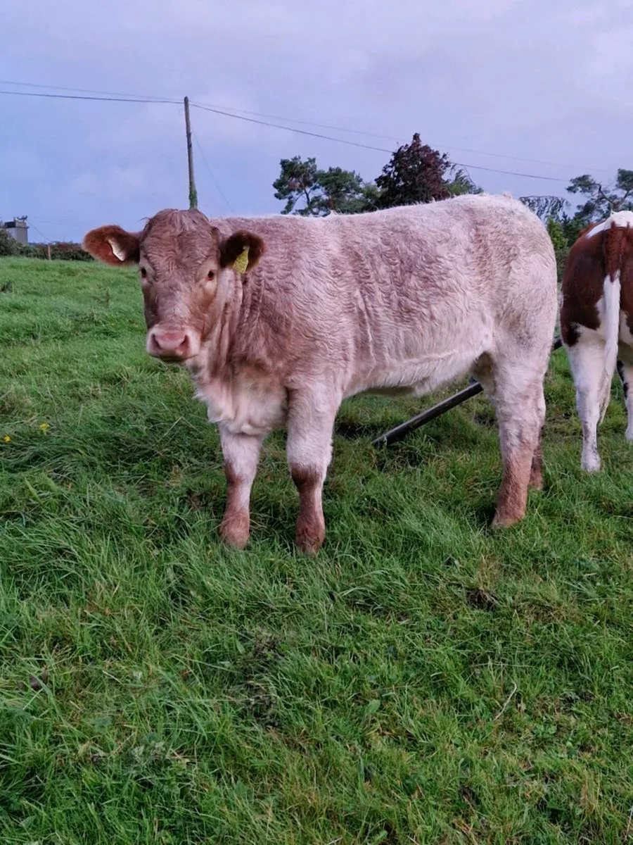 Heifer Weanling Balla Mart 16th September - Image 1