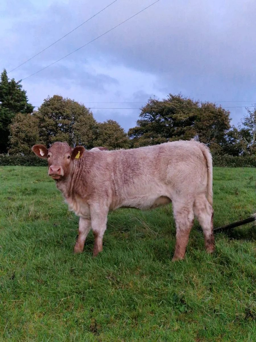 Heifer Weanling Balla Mart 16th September - Image 2
