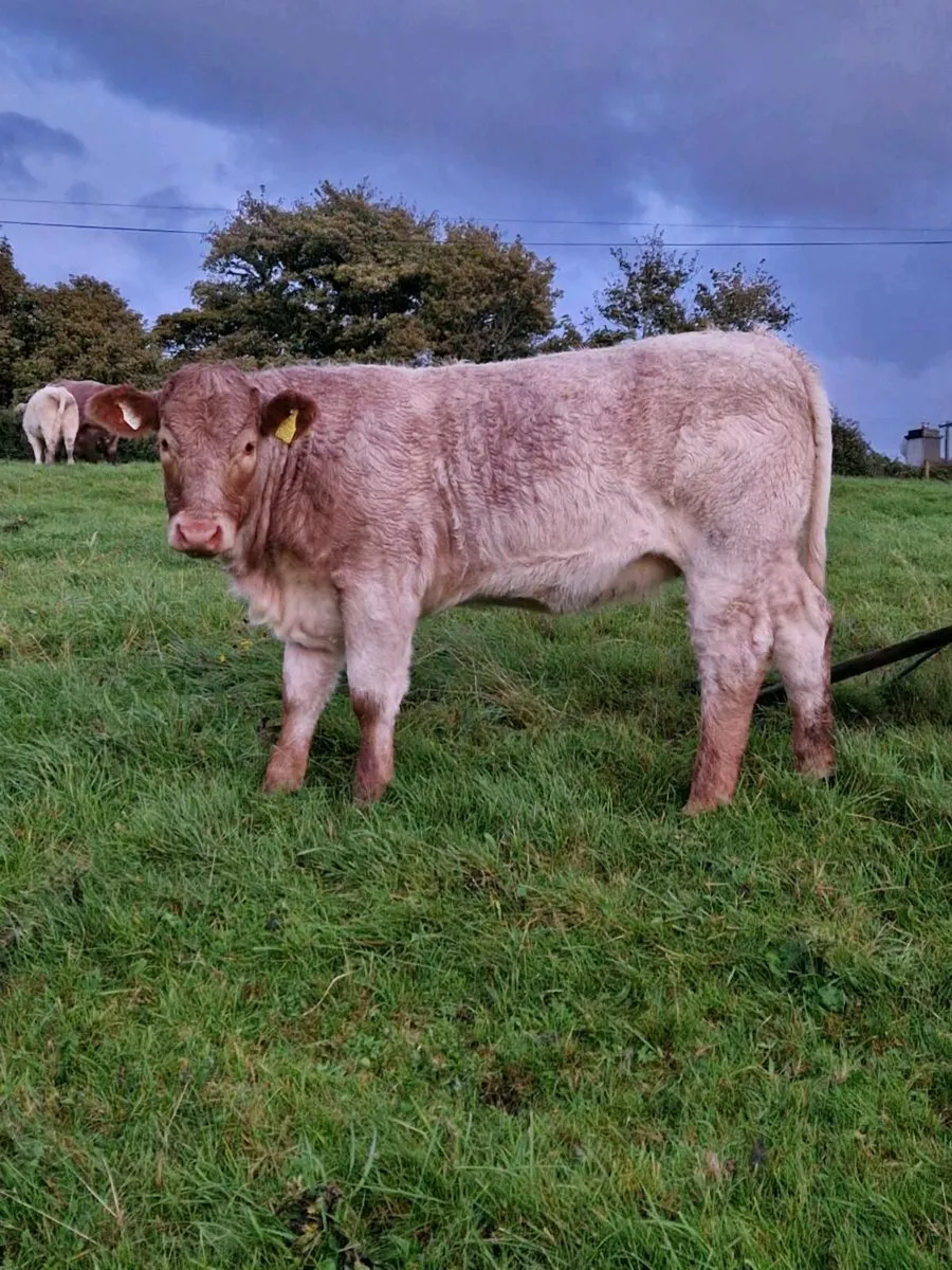 Heifer Weanling Balla Mart 16th September - Image 3