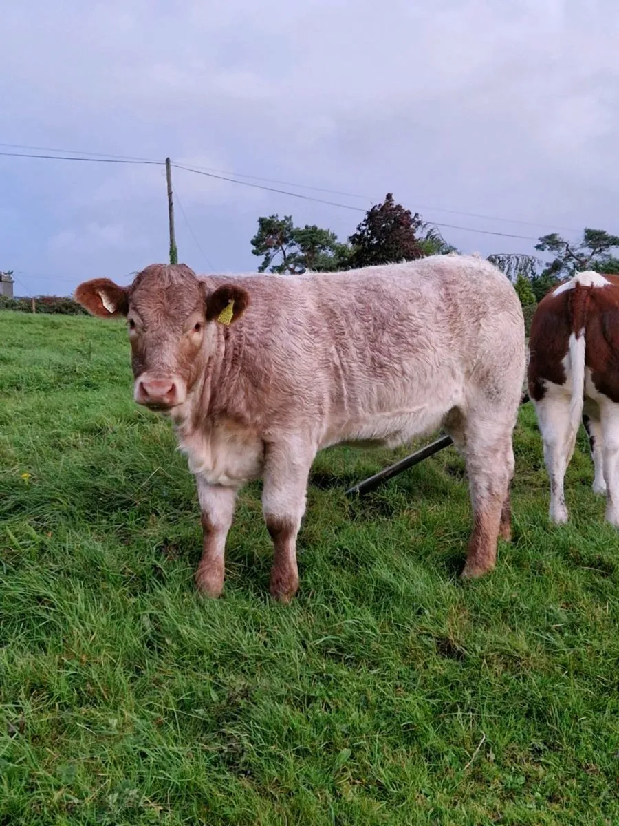 Heifer Weanling Balla Mart 16th September - Image 4