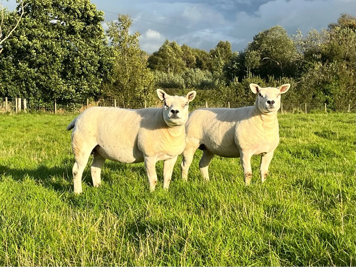 Two Texel Pedigree Ewes - Image 3