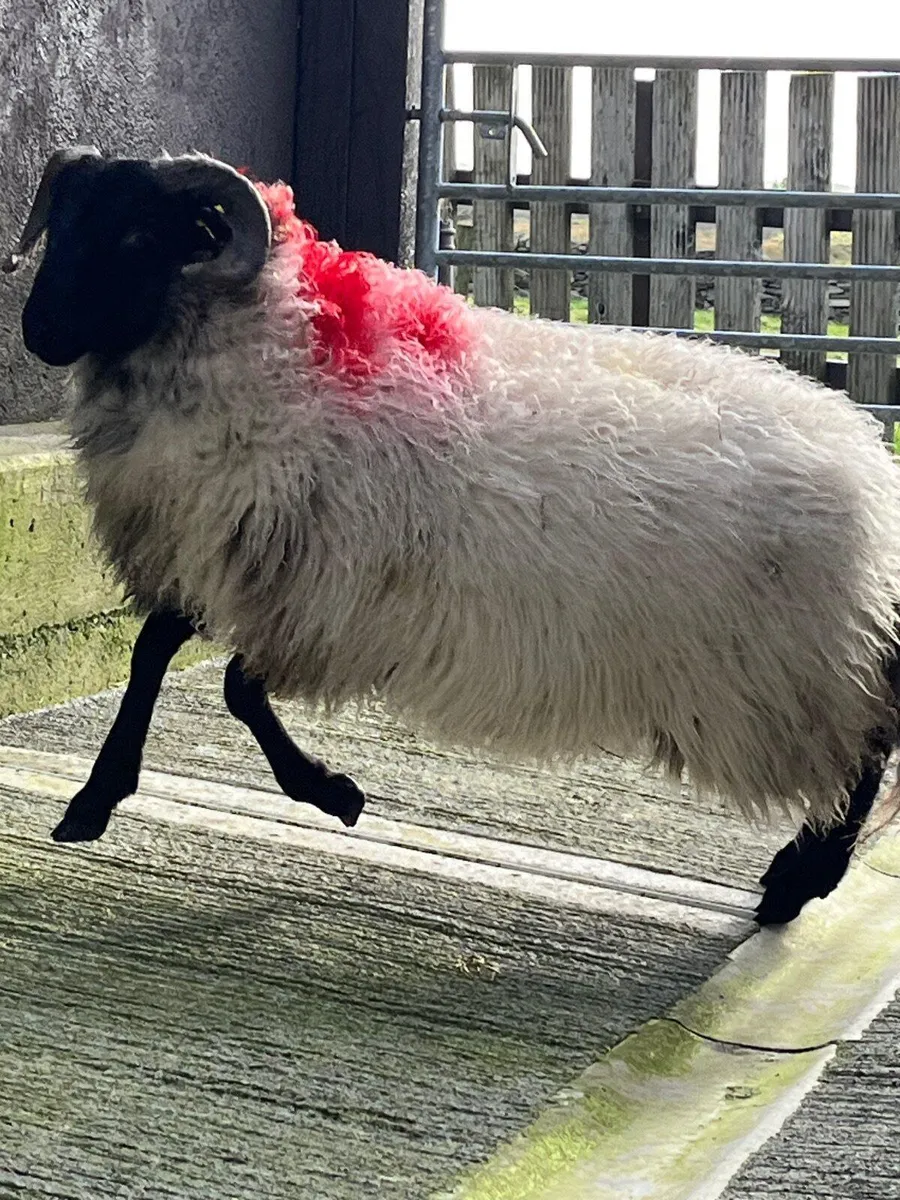 3 blackface ram lambs - Image 3