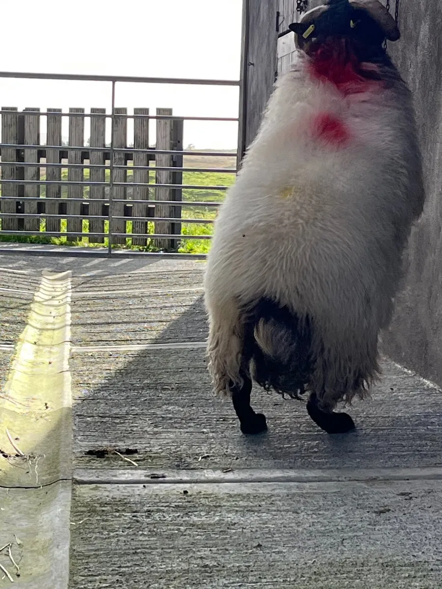 3 blackface ram lambs - Image 1