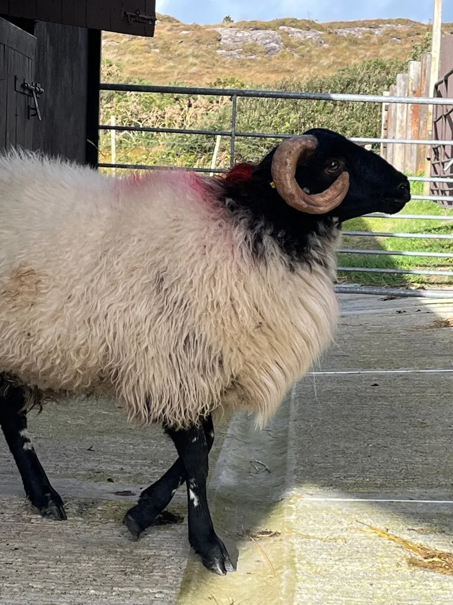 3 blackface ram lambs - Image 4