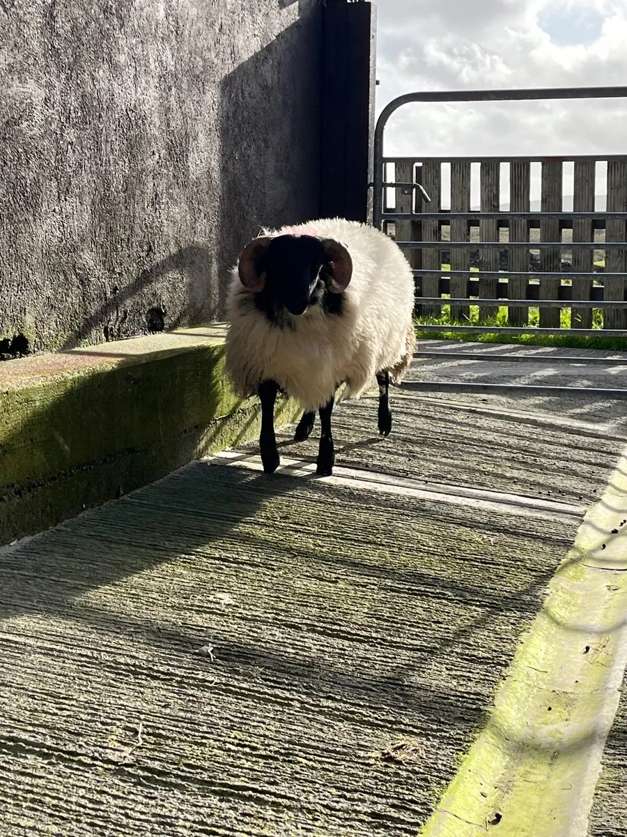 3 blackface ram lambs - Image 2