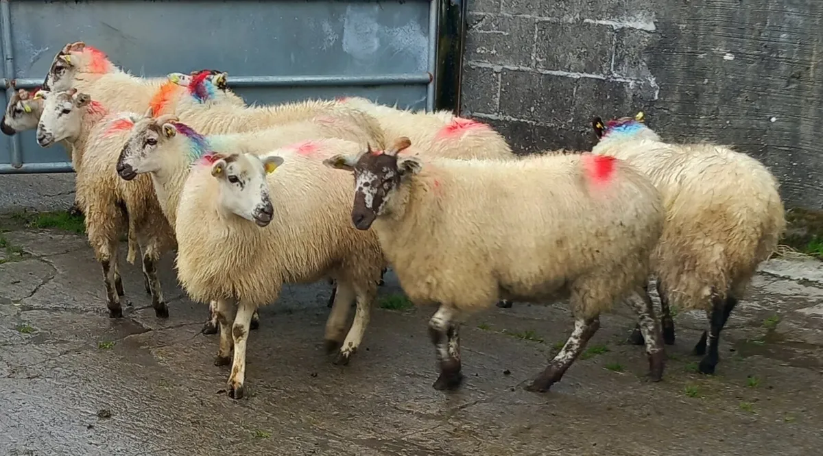 HILTEX EWE LAMBS - Image 1