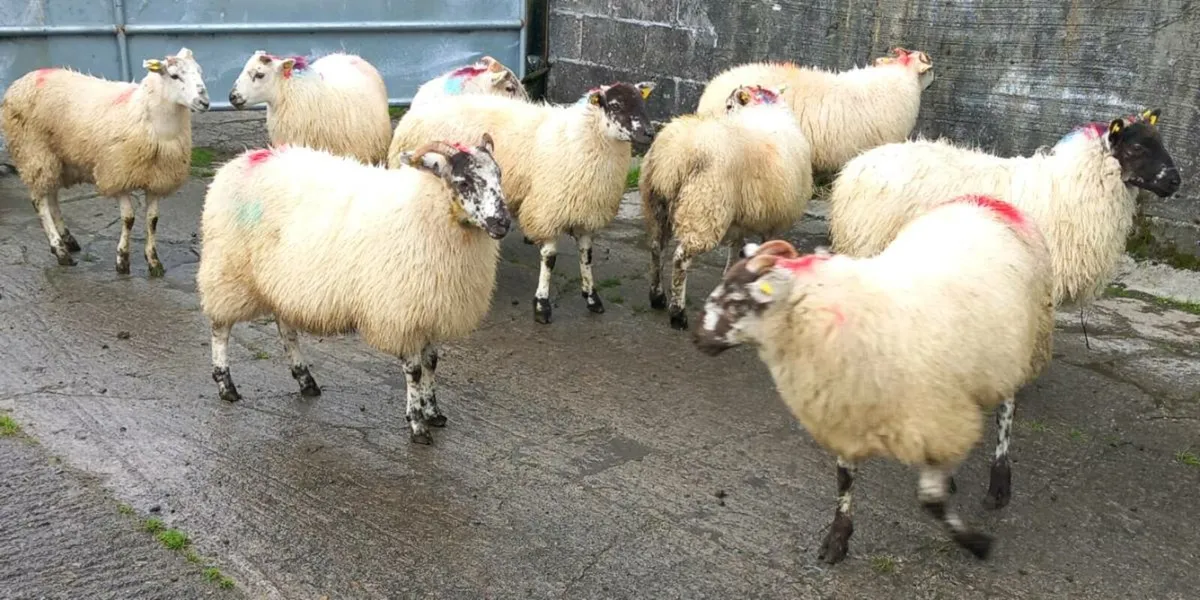 HILTEX EWE LAMBS - Image 2