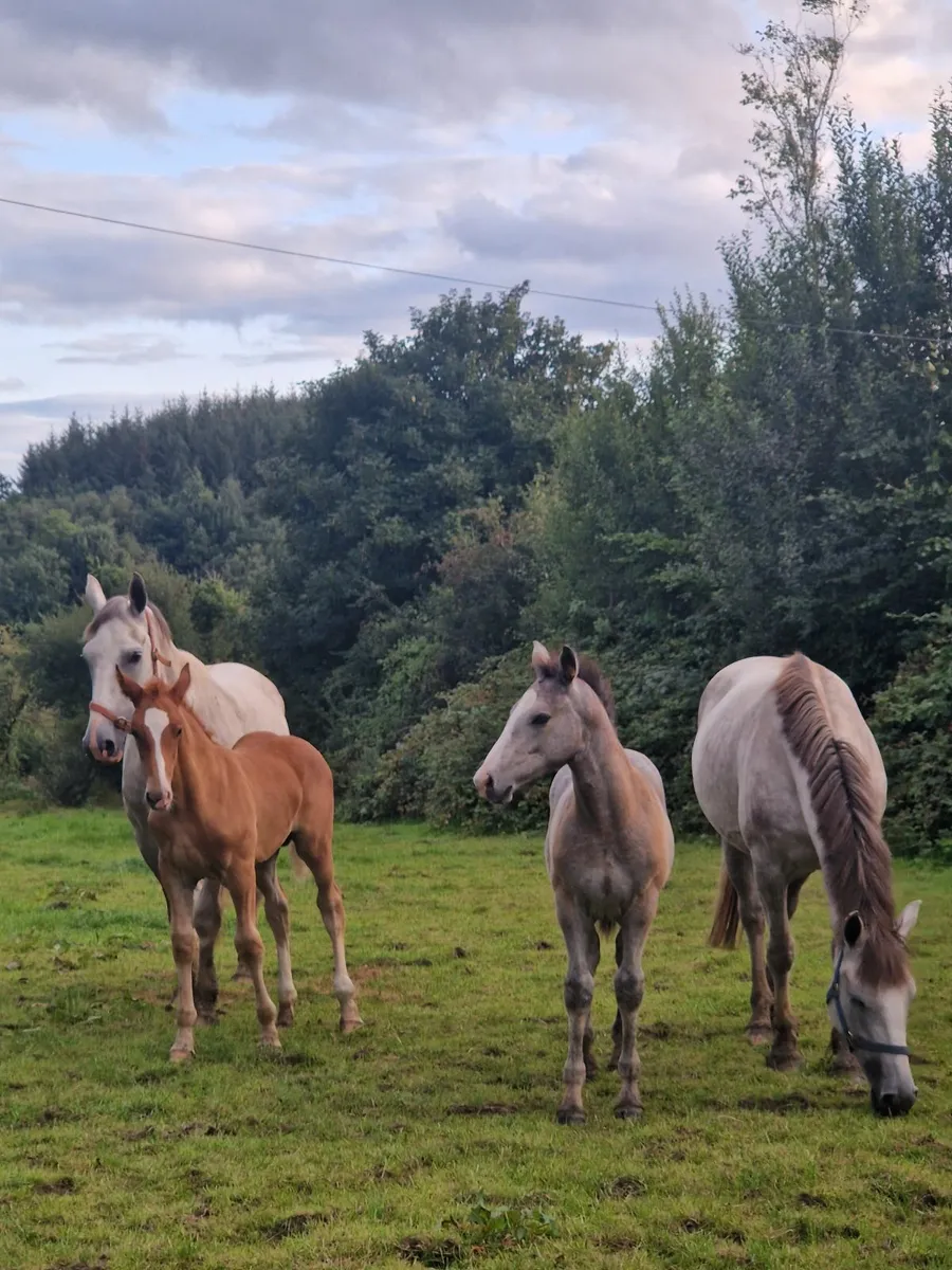 Colt Foal Irish Draught - Image 1