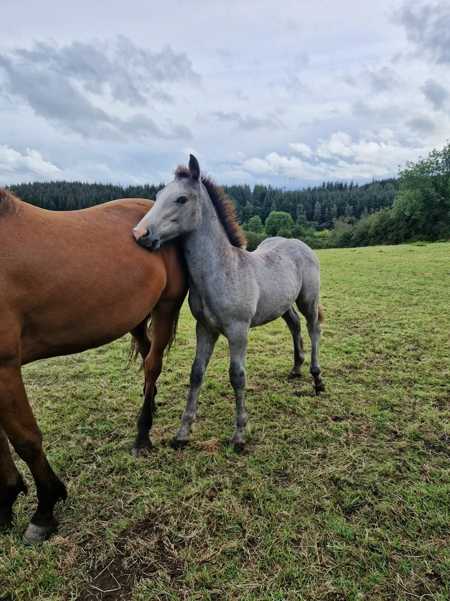 Colt Foal Irish Draught - Image 2