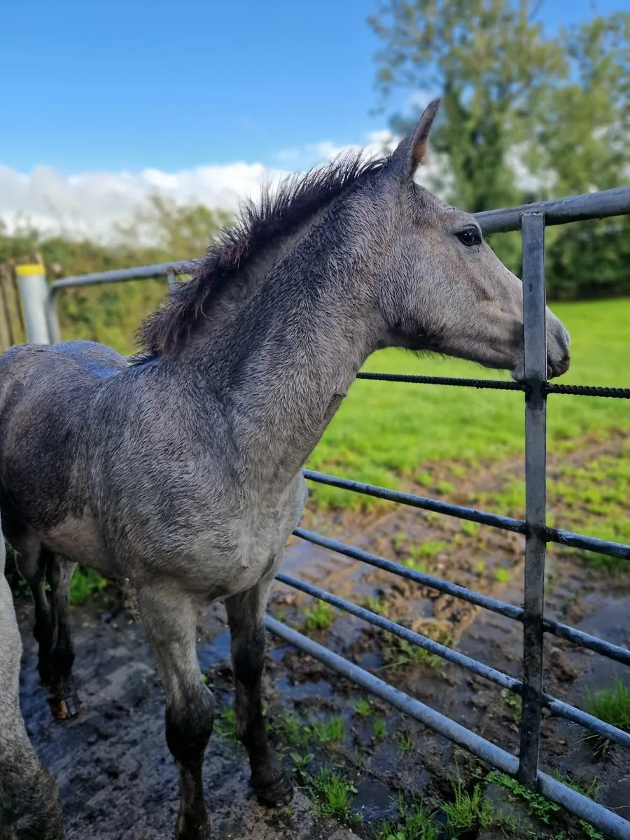 Colt Foal Irish Draught - Image 3