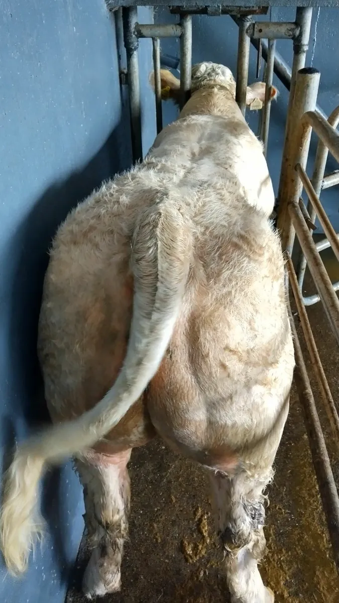 Bull weanlings Ballinrobe Mart 19th September - Image 2