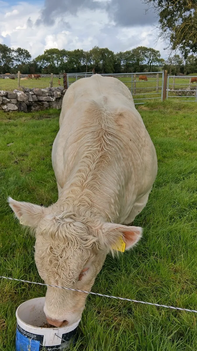 Bull weanlings Ballinrobe Mart 19th September - Image 3