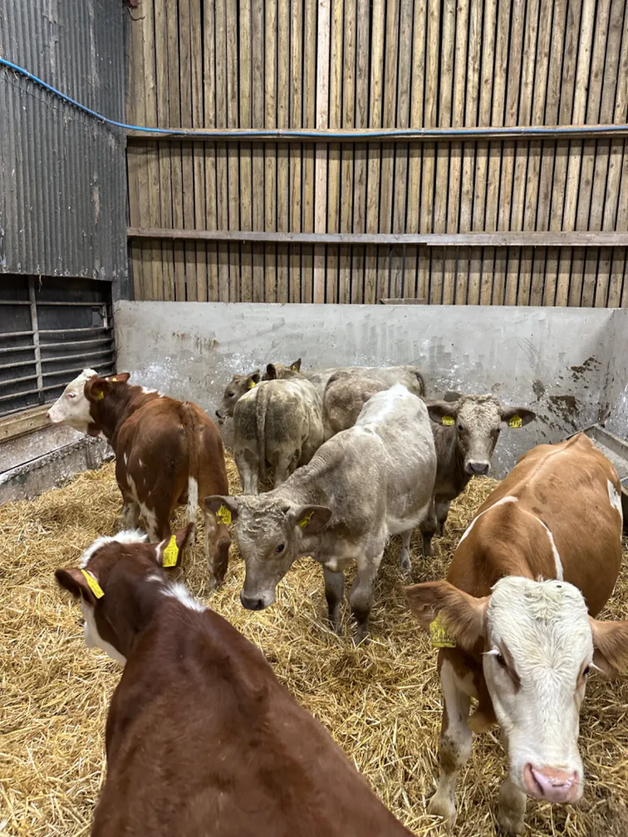 Charolais and Fkv bulls - Image 1
