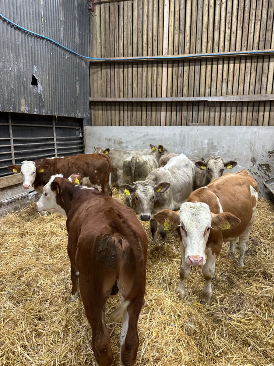 Charolais and Fkv bulls - Image 2
