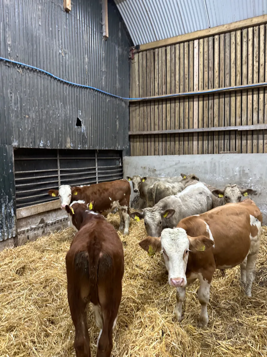 Charolais and Fkv bulls - Image 3