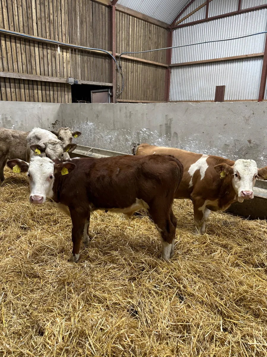 Charolais and Fkv bulls - Image 4